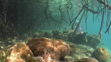 Mangrove, Valerie Taylor