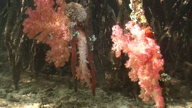 Mangrove, Soft Coral