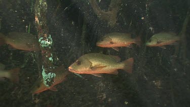 Mangrove Red Snapper