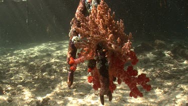 Soft Coral