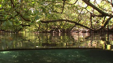 Mangrove