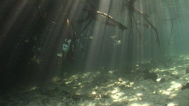 Mangrove, Longspot Snapper