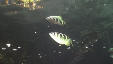 Archer Fish, Mangrove