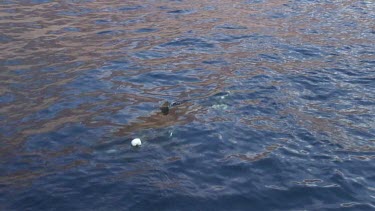 Guadalupe Island - Great White Shark Expedition