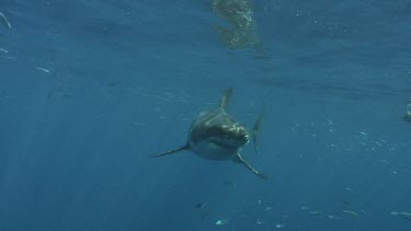 Guadalupe Island - Great White Shark Expedition