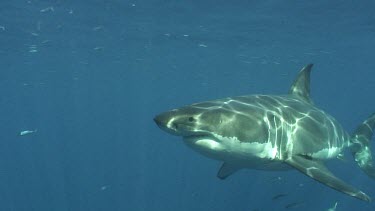 Guadalupe Island - Great White Shark Expedition