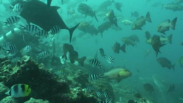 Bull shark swims within a few centimeters of a diver. Diver hand feeds shark with fish bait. Shark takes a piece of fish, swims toward camera and swims away.