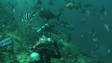 Valerie Taylor shoots on underwater camera how diver hand feeds bull shark with a piece of fish bait.