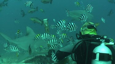 Diver hand feeds bull shark with fish head, shark takes a piece. Other diver takes photo of shark. Shark swims away. Diver shows the hand signal: " Are you OK? or I am OK! ".