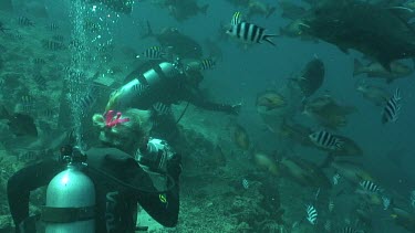 Valerie Taylor shoots on underwater camera how diver hand feeds bull shark with a piece of fish bait.