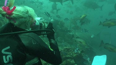 Valerie Taylor shoots on underwater camera how diver hand feeds bull shark with a piece of fish bait. They shooting sharks without the protection of a cage.