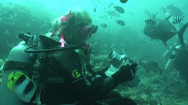 Valerie Taylor is underwater. She sits on the reef and examines her camera. School of fishes swim around her.They shooting sharks without the protection of a cage.