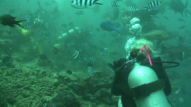 Valerie Taylor shoots on underwater camera how diver hand feeds bull shark with a piece of fish bait. At the same time other diver takes a close up photo of the shark. They shooting sharks without the...