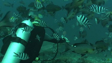 Camera follows bull shark after it was given a pice of bait in its mouth. Two underwater photgraphers and Valerie Taylor take pictures of the shark.