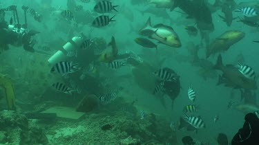 Diver hand feeds bull shark with fish head, shark takes a piece. Other diver with camera gear is scared by shark. Shark swims away.