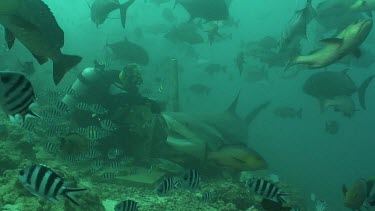 Bull shark swims through schooling fish, takes a bait from divers hand and swims away followed by sharksuckers. Other diver video records.