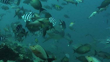 Bull Sharks search for food along the ocean floor and luring around.