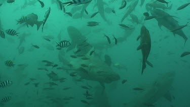 Bull Sharks circle around among  reef fishes.