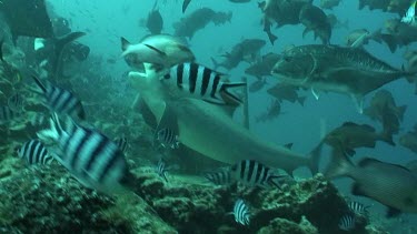 Diver hand feeds one  shark, other two circle along the ocean floor.