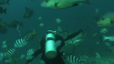 Camera follows bull shark after it was given a pice of bait in its mouth. Two underwater photgraphers and Valerie Taylor take pictures of the shark.