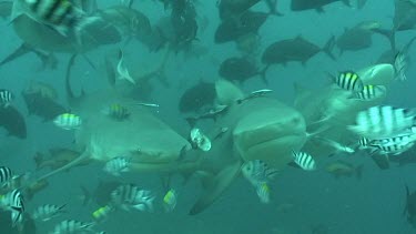 A group of sharks circle around and fight with each other