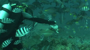 Diver hand feeds bull shark with fish head, shark takes a piece. Other divers take photo. Shark swims away. Valerie Taylor looks into her camera