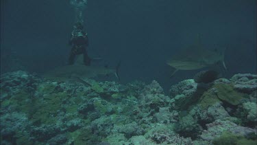 Grey nurse shark swimming fast over reef Valerie photographing behind