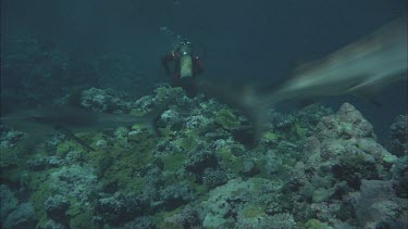 Grey nurse shark swimming fast over reef Valerie photographing behind