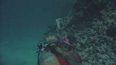 Valerie takes pictures white tip shark. Go by. Take bait.