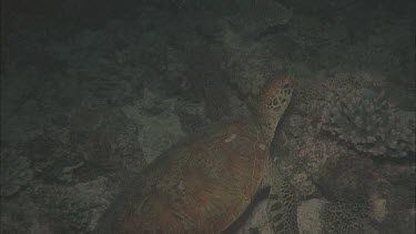 Green turtle night rest and swim.