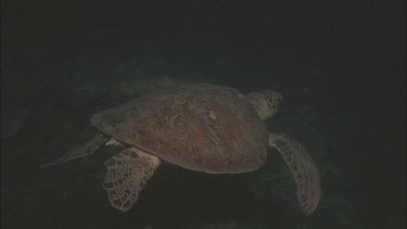 Green turtle night rest and swim.