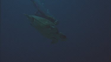 swimming with Valerie