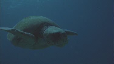 green turtle swimming