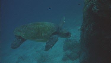 green turtle swimming Valerie comes into shot