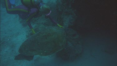 green turtle swimming with Valerie