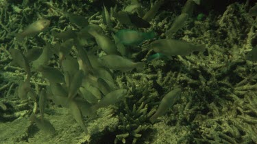 Parrot school feed. Coral.