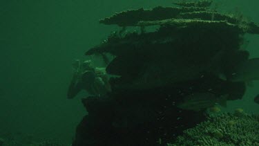 Giant groper, Coral sea.