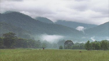 Kangaroos At A Distance