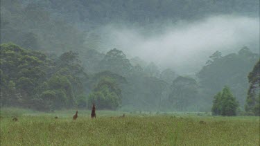 Kangaroos At A Distance