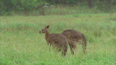 Kangaroos Fighting