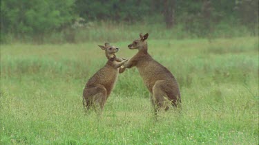 Kangaroos Fighting