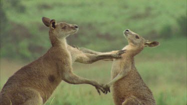 Kangaroos Fighting