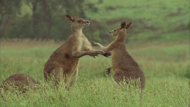 Kangaroos Fighting