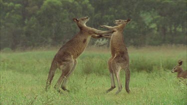 Kangaroos Fighting