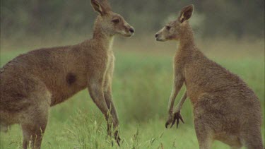 Kangaroos Fighting