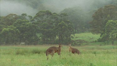 Kangaroos Fighting