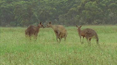 Kangaroos Fighting