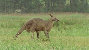 Close Up Of Kangaroo