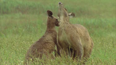 Male Kangaroo Trying To Attract Female Kangaroo