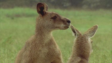 Male Kangaroo Trying To Attract Female Kangaroo